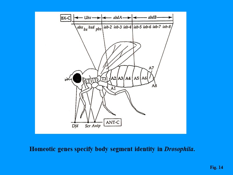 Homeotic genes specify body segment identity in Drosophila. Fig. 14 Homeotic genes specify body segment identity in Drosophila. Fig. 14